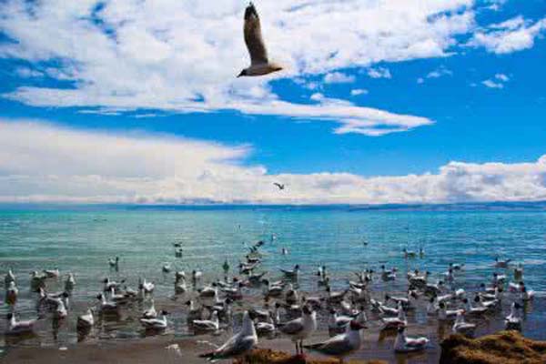 青海湖·鳥島風景區(qū).jpg